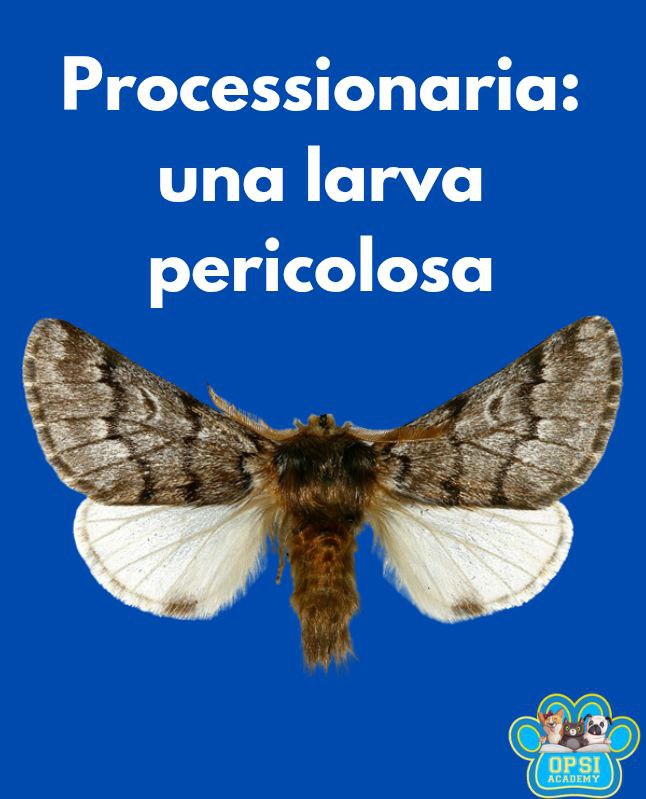 processionaria